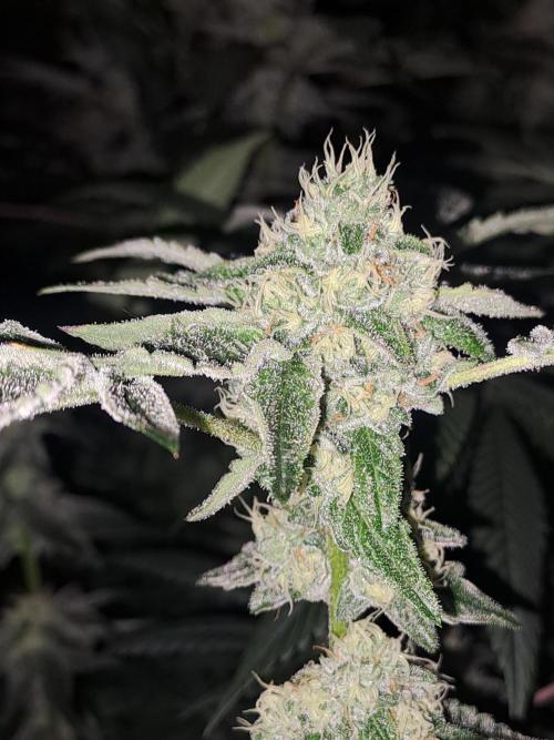 Tiger Paws/Velvet Cream. Week 16 - 09/02