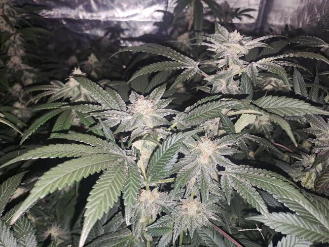 Tiger Paws/Velvet Cream. Week 16 - 09/02