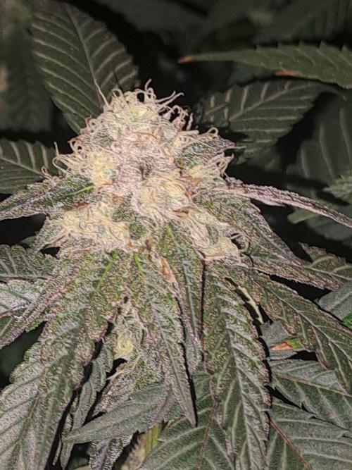 Grape Frappé. Week 16 - 09/02