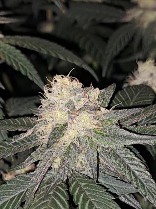 Grape Frappé. Week 16 - 09/02