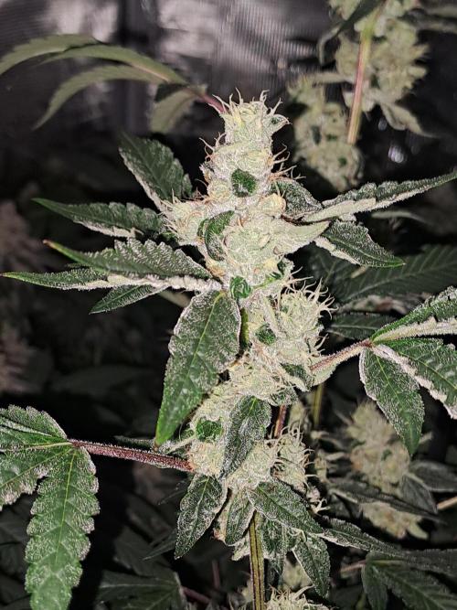 Grape Frappé. Week 16 - 09/02