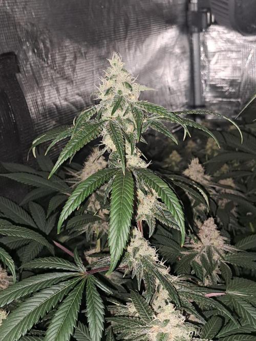 Grape Frappé. Week 16 - 09/02