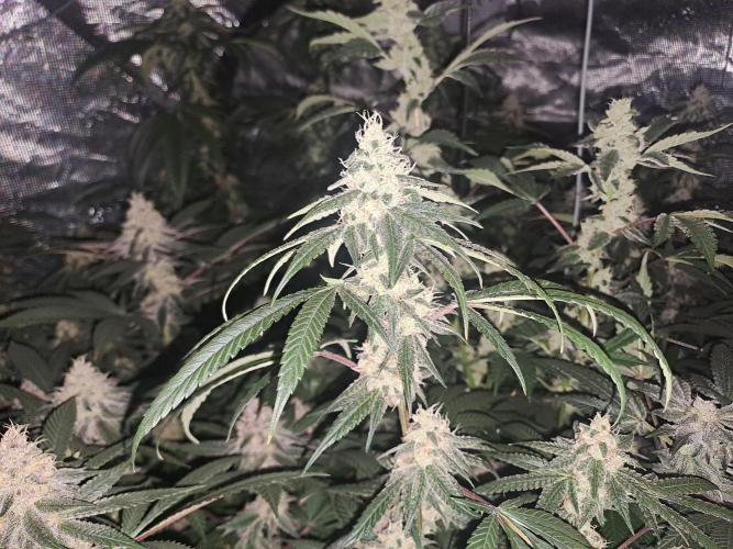 Grape Frappé. Week 16 - 09/02