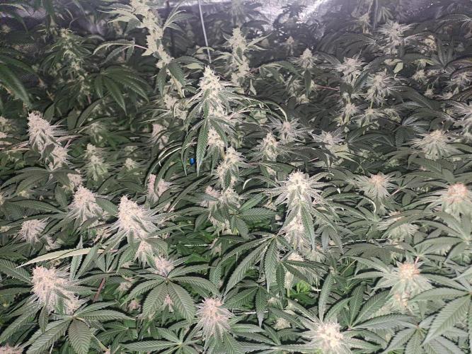 Grape Frappé. Week 16 - 09/02