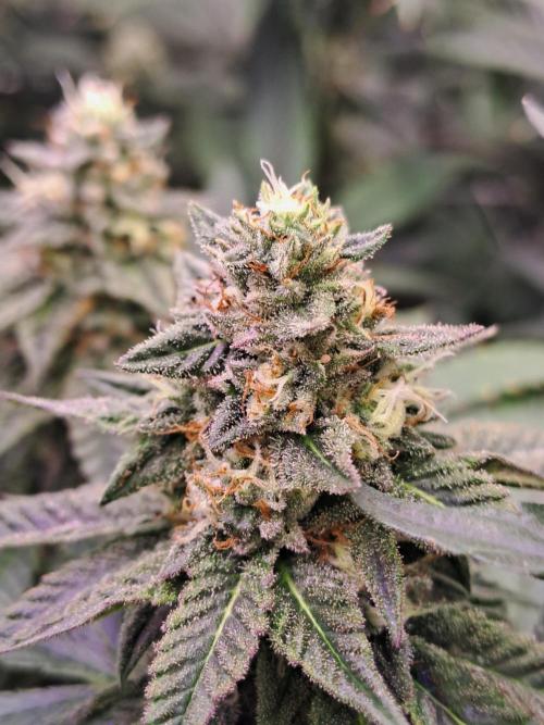 Grape Frappé. Week 16