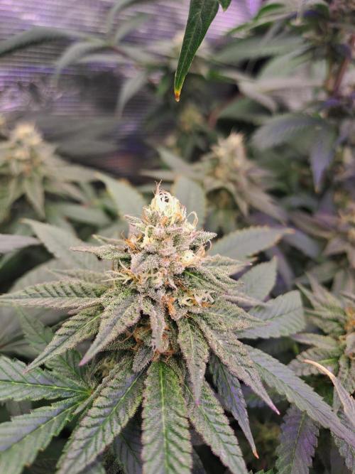 Grape Frappé. Week 16