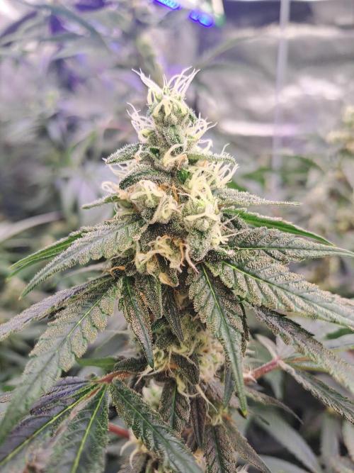 Grape Frappé. Week 16