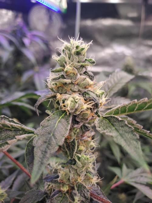 Grape Frappé. Week 16