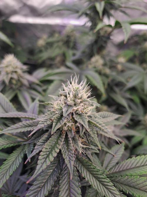 Tiger Paws/Velvet Cream. Week 16