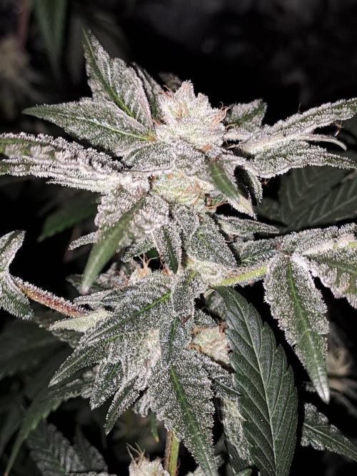 Tiger Paws/Velvet Cream. Week 16 - 12/02