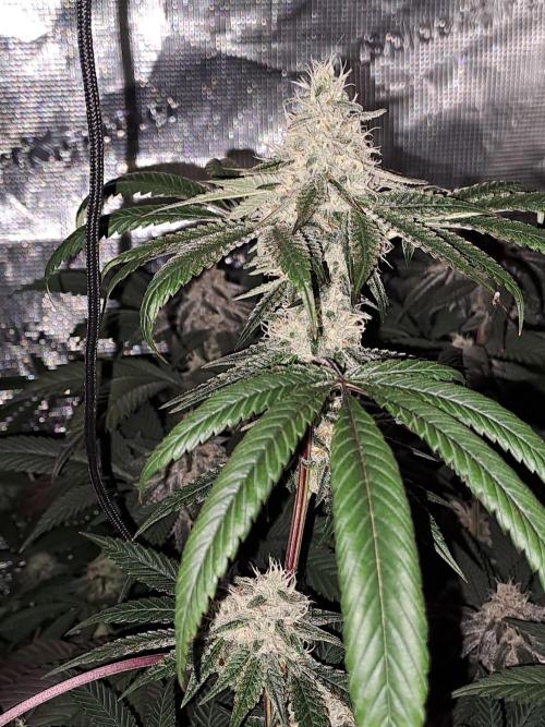 Tiger Paws/Velvet Cream. Week 16 - 12/02