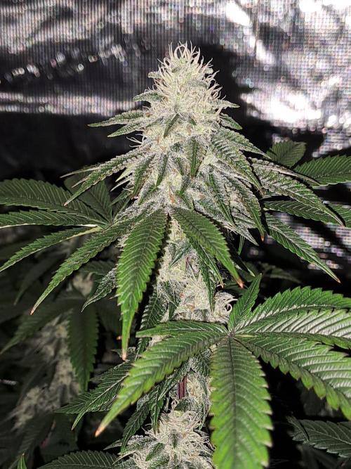 Tiger Paws/Velvet Cream. Week 16 - 12/02