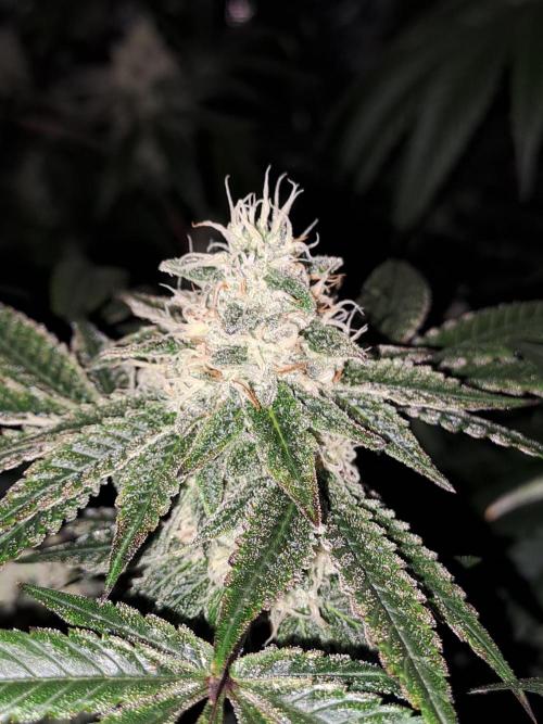 Tiger Paws/Velvet Cream. Week 16 - 12/02