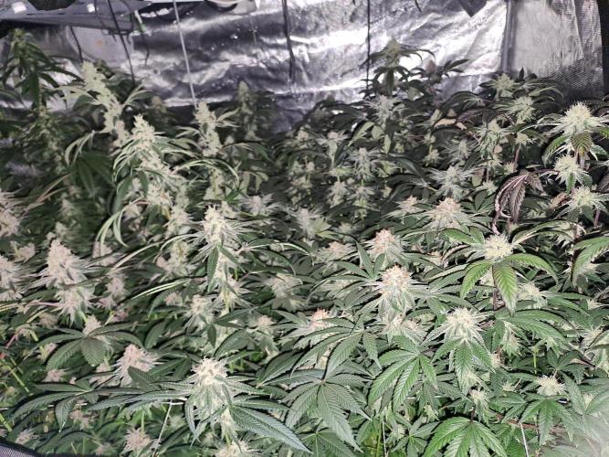 Tiger Paws/Velvet Cream. Week 16 - 12/02