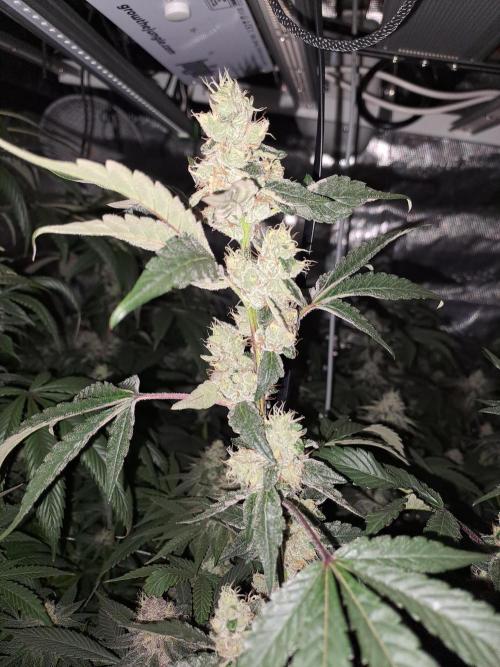 Grape Frappé. Week 16 - 12/02