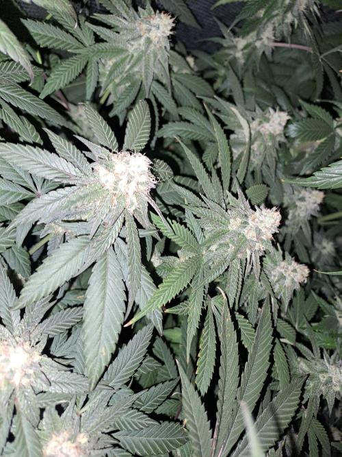 Grape Frappé. Week 16 - 12/02