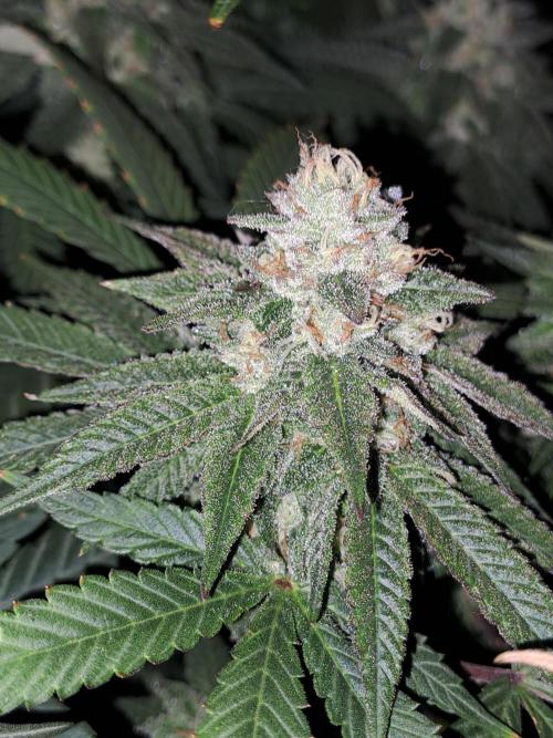 Grape Frappé. Week 16 - 12/02