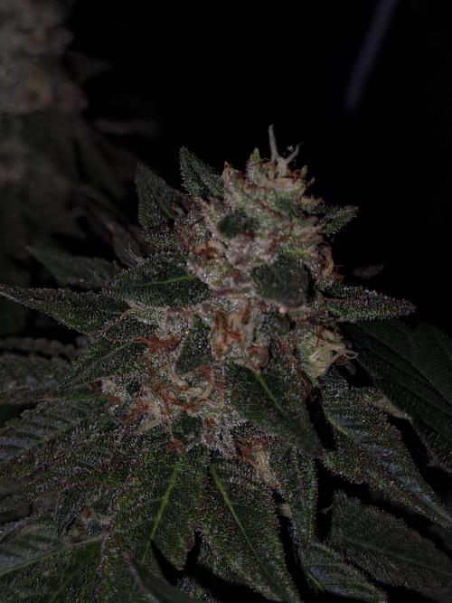 Grape Frappé. Week 16 - 12/02