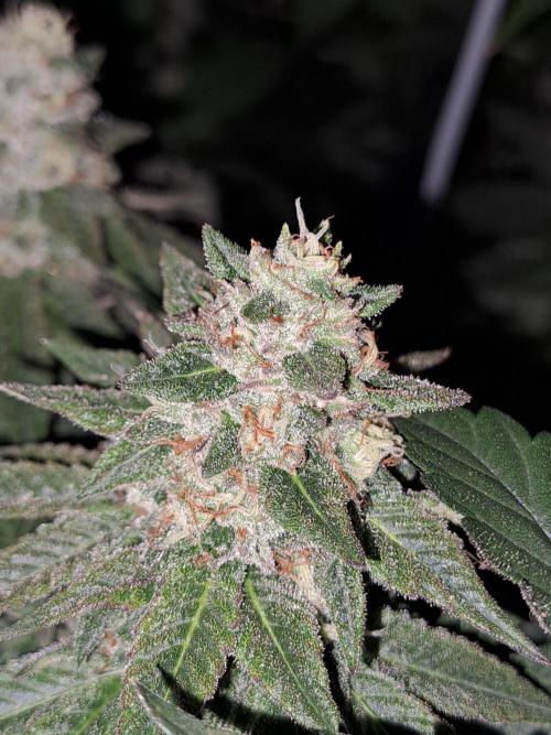 Grape Frappé. Week 16 - 12/02