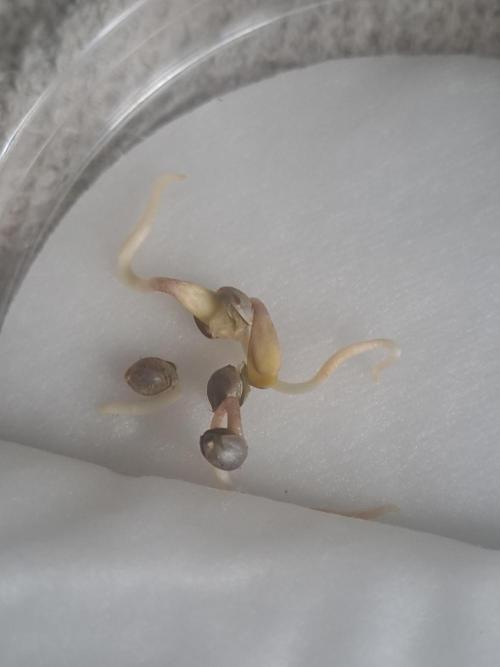 Soda Cream Terpyz. Week 0