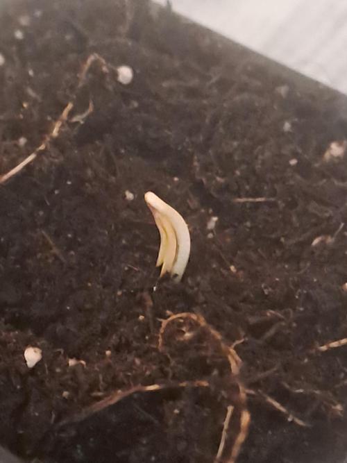 Soda Cream Terpyz. Week 0