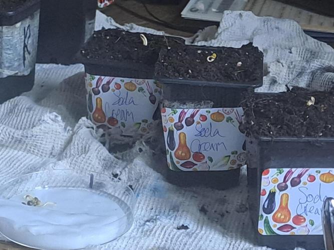 Soda Cream Terpyz. Week 0