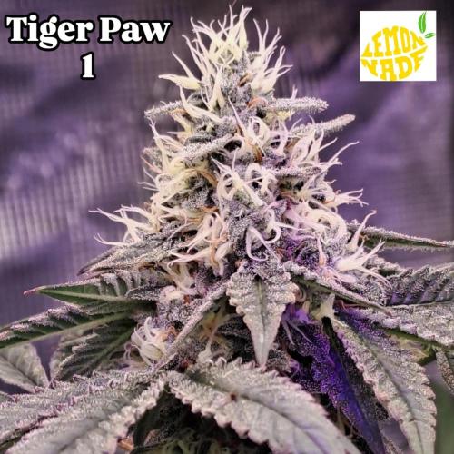 Tiger Paws/Velvet Cream. Week 16