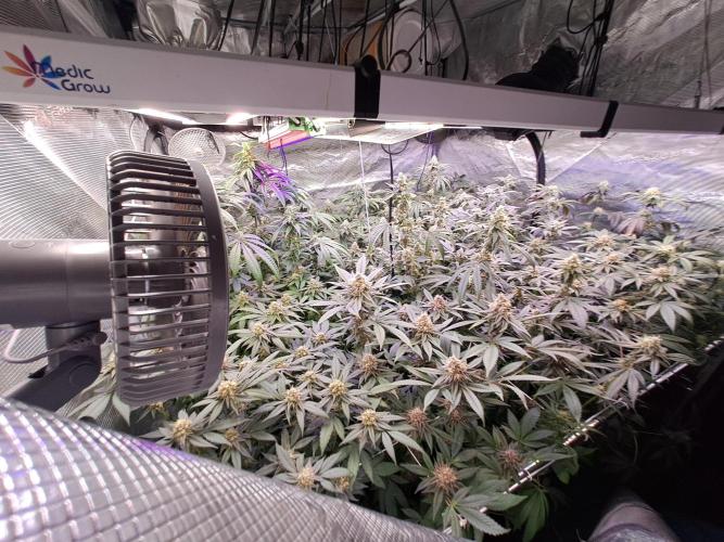 Tiger Paws/Velvet Cream. Week 16