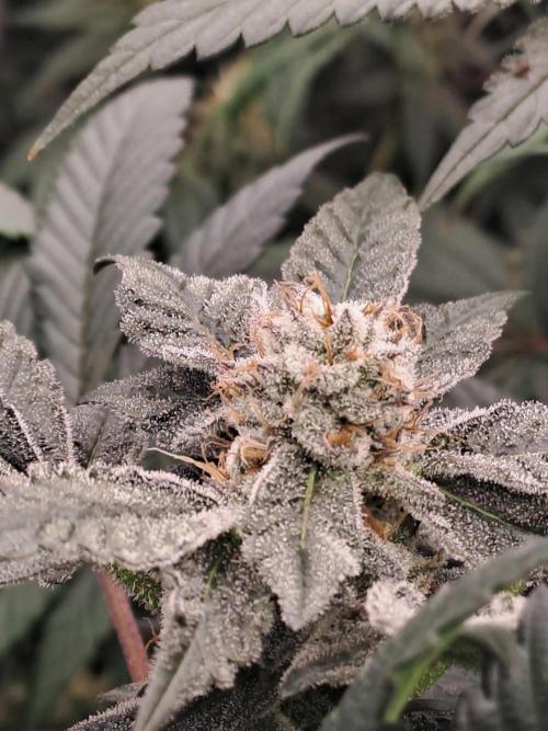 Tiger Paws/Velvet Cream. Week 16