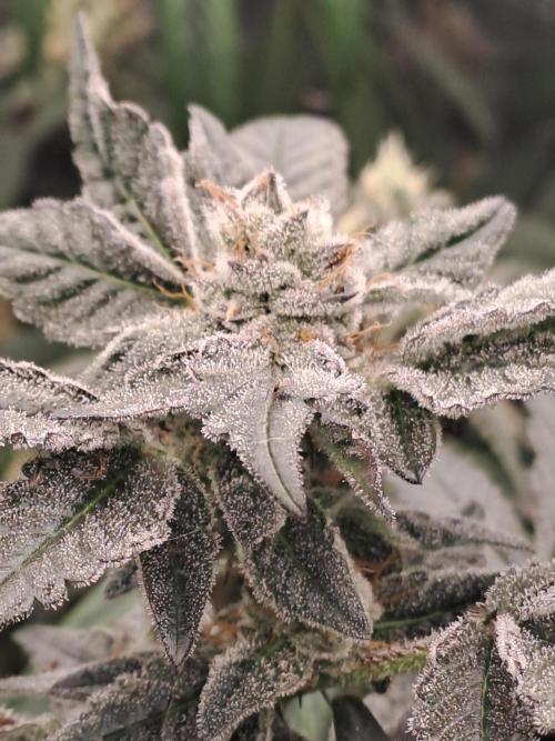 Tiger Paws/Velvet Cream. Week 16