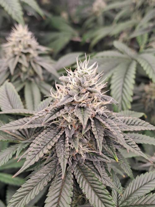 Tiger Paws/Velvet Cream. Week 16