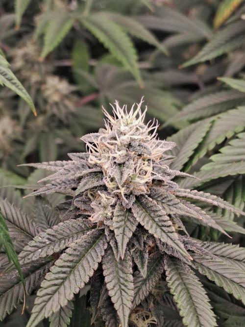 Tiger Paws/Velvet Cream. Week 16