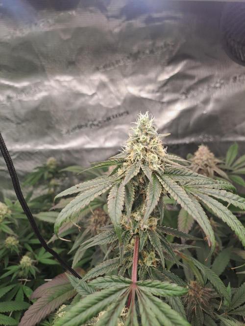 Tiger Paws/Velvet Cream. Week 16