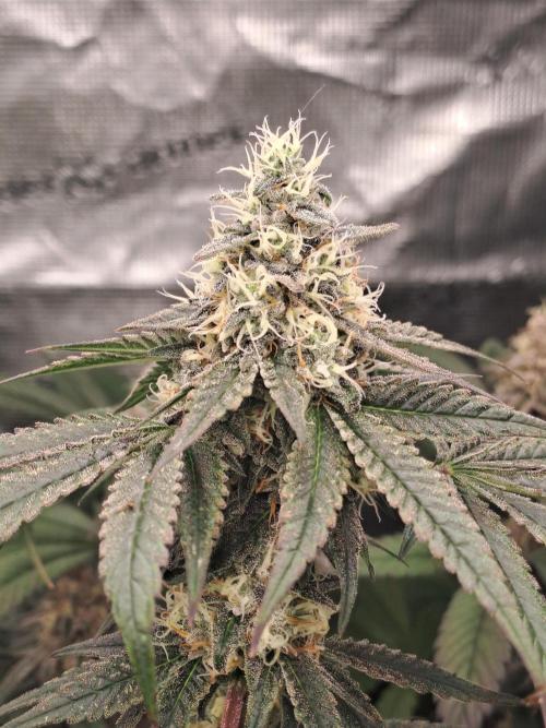 Tiger Paws/Velvet Cream. Week 16