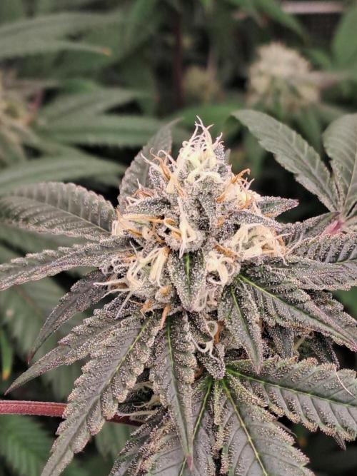 Tiger Paws/Velvet Cream. Week 16