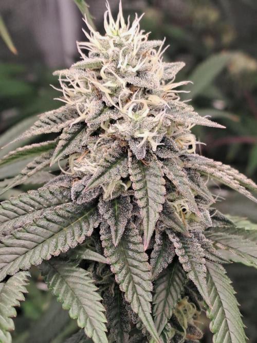 Tiger Paws/Velvet Cream. Week 16