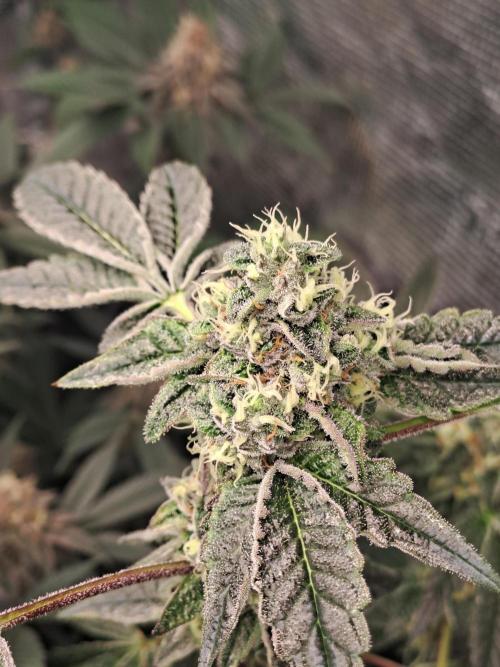 Tiger Paws/Velvet Cream. Week 16