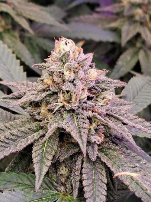 Grape Frappé. Week 16