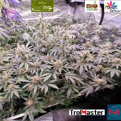 Grape Frappé. Week 16