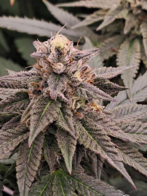 Grape Frappé. Week 16