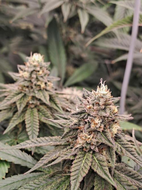 Grape Frappé. Week 16