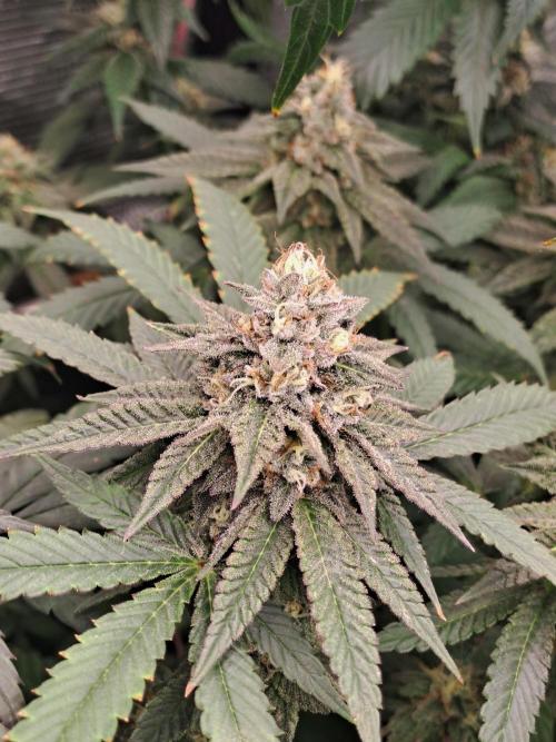 Grape Frappé. Week 16