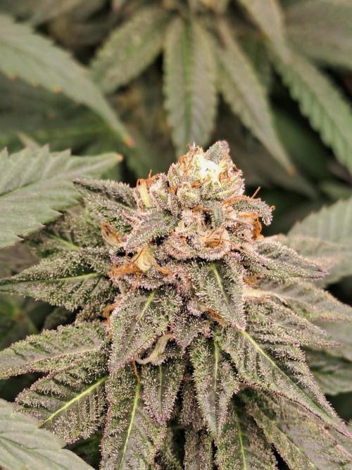 Grape Frappé. Week 16