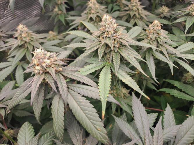 Grape Frappé. Week 16