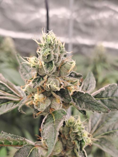 Grape Frappé. Week 16