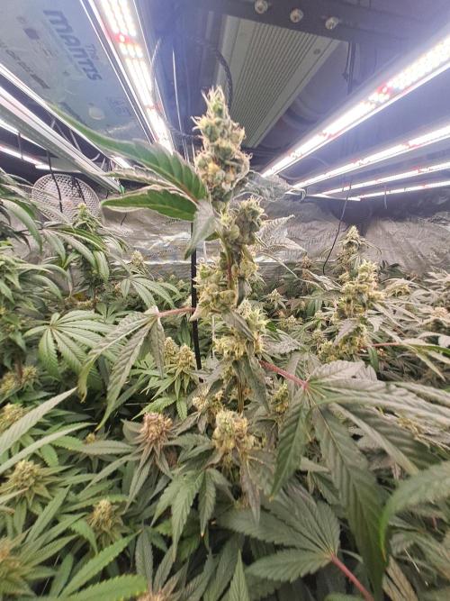 Grape Frappé. Week 16