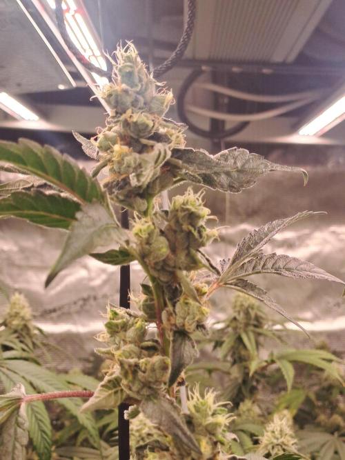 Grape Frappé. Week 16