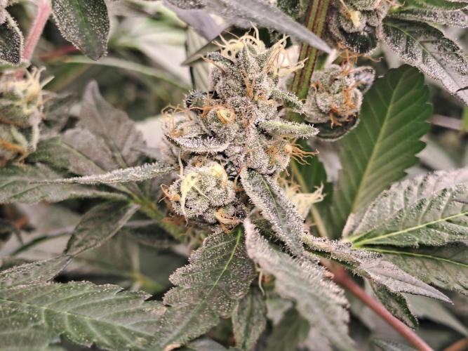 Grape Frappé. Week 16