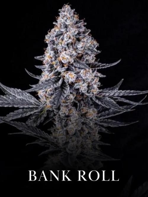 Bank Roll : Pave X Gas Drop. Week 1