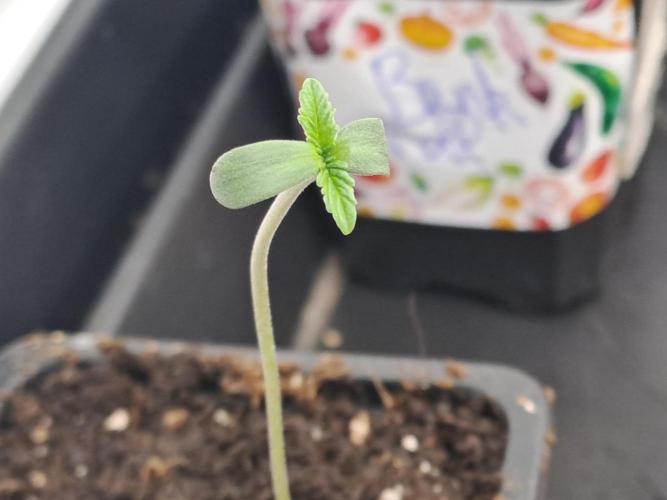 Soda Cream Terpyz. Week 1